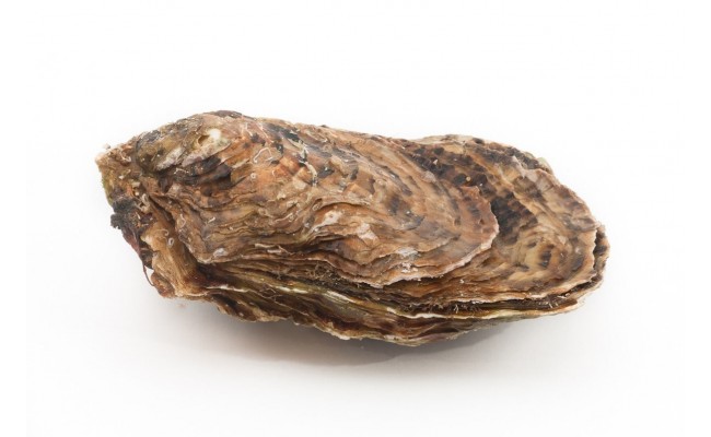 Huître Pied de Cheval de Cancale