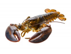 Homard Breton