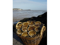 Huitre plate de Cancale