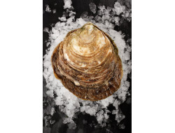 Huitre plate de Cancale