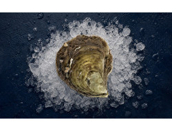 Huître Plate  Paimpol Chaumard -Huitre en Ligne