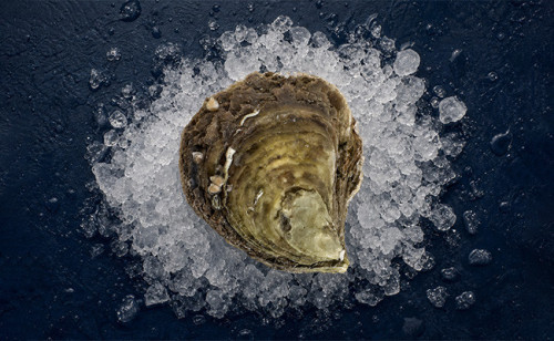 Huître Plate  Paimpol Chaumard -Huitre en Ligne