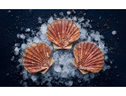 Coquilles Saint Jacques de Bretagne - Poissonnerie