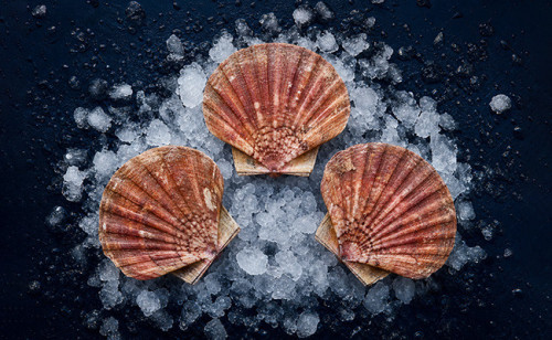 Coquilles Saint Jacques de Bretagne - Poissonnerie