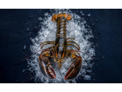 Homard Bretons Parc Saint Kerber - vente en ligne homard vivant