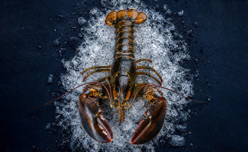 Homard Bretons Parc Saint Kerber - vente en ligne homard vivant