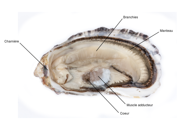 Anatomie huître