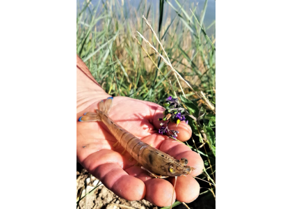 Achat de Crevettes Impériales Vivantes : Guide  pour les Amateurs de Fruits de Mer