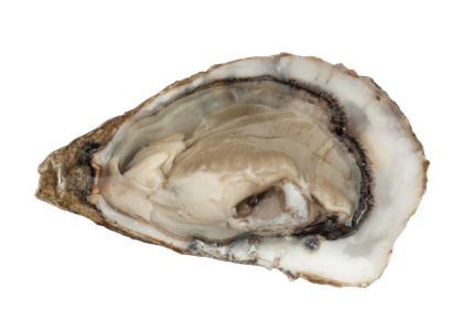 Guide Complet des Huîtres de France – Variétés, Bassins et Terroirs Guide Complet des Huîtres de France – Variétés, Bassins et Terroirs