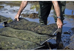 Les huitres de pleine mer