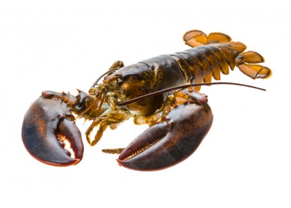 Découvrez les Homards Bretons, Pêche, Conservation, Recettes..