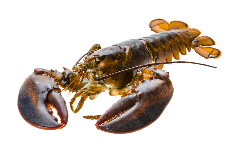 Homard rôti au beurre  et légumes de saison
